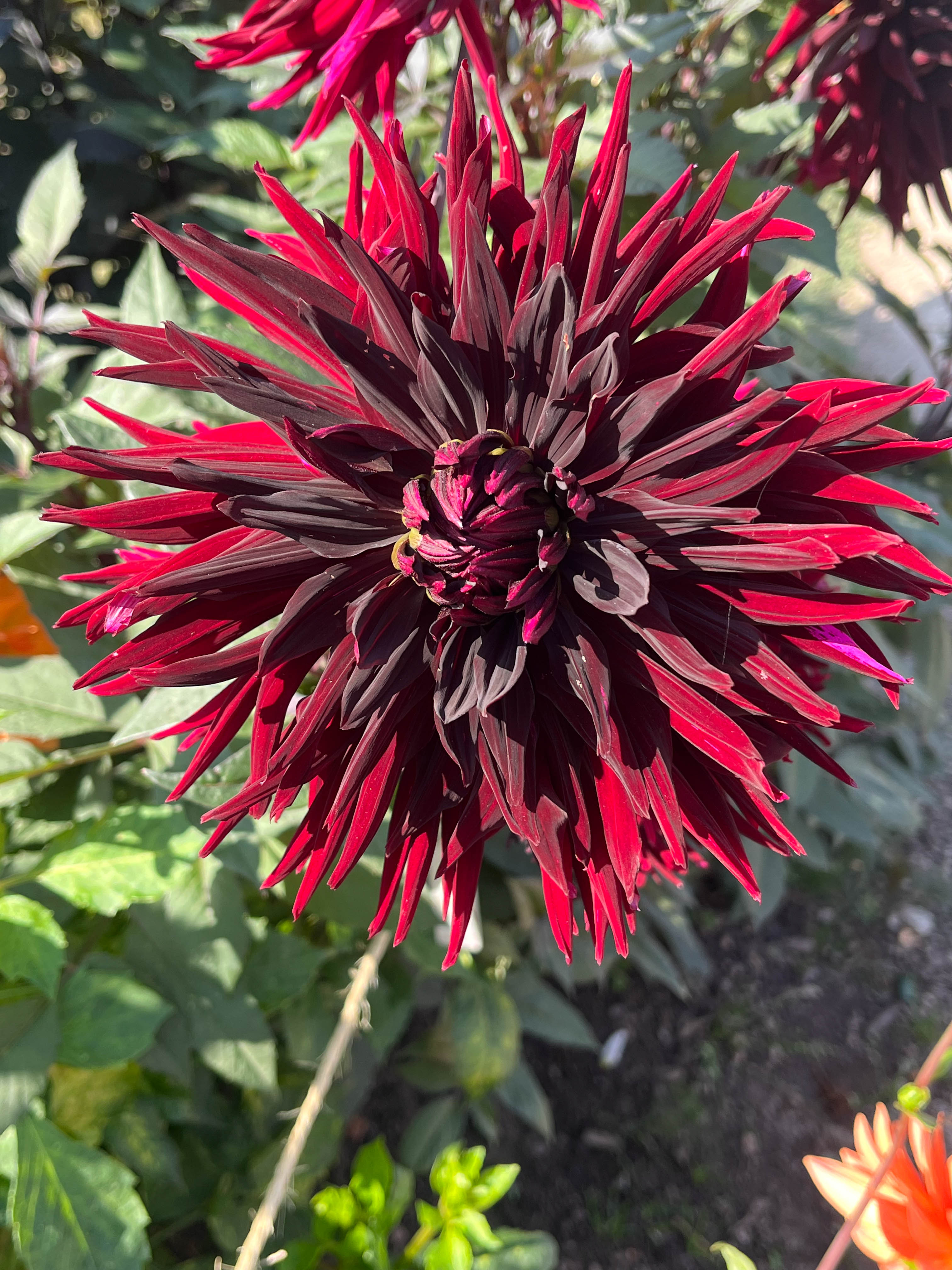 Deep_Reds_and_Purples